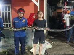 Geger Ular 3,5 Meter Masuk Gorong-gorong di Depok, Damkar Evakuasi