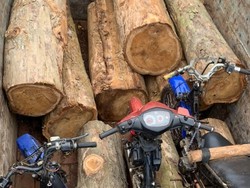 Sopir Truk Komplotan Pembalak Liar di Hutan Batang Ditangkap!