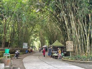 Pesona Hutan Bambu Sumbermujur di Kaki Gunung Semeru yang Rimbun