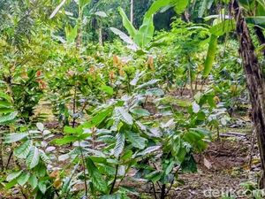 Badung Bangkitkan Kakao Mati Suri, Sukses Ekspor hingga Siapkan Hilirisasi