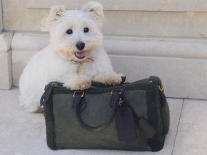 Pharrell Williams Kembali Rilis Aksesori Mewah Khusus Anabul di Louis Vuitton