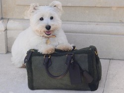 Pharrell Williams Kembali Rilis Aksesori Mewah Khusus Anabul di Louis Vuitton