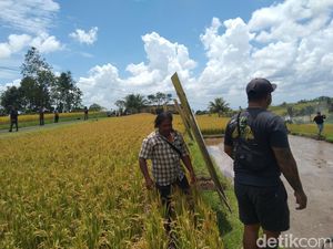 Petani Jatiluwih Pasang Seng Protes Penyegelan: Sekalian Jangan Ada Pariwisata