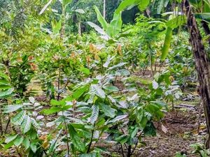 Sempat Mati Suri, Pemkab Badung Dorong Kebangkitan Komoditas Kakao