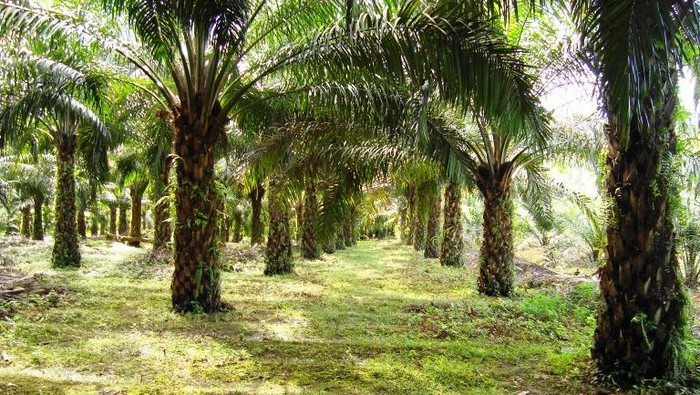 Gubenur Jabar Larang Tanam Sawit di Wilayah Provinsi