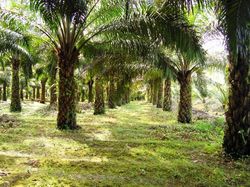 Video: Ketika Hutan Ditukar Sawit, Siapa yang Untung?