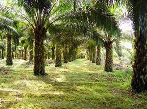 Apakah Kebun Kelapa Sawit Penyebab Banjir? Ini Penjelasannya