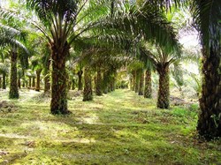 Apakah Kebun Kelapa Sawit Penyebab Banjir? Ini Penjelasannya