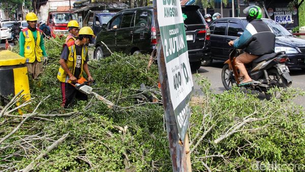 Petugas Gerak Cepat Bersihkan Pohon Tumbang Timpa Kabel di Depok