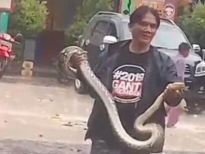 Hii! Piton 3 Meter Muncul di SDN Boyokan Klaten Bikin Siswa Ketakutan