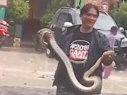 Hii! Piton 3 Meter Muncul di SDN Boyokan Klaten Bikin Siswa Ketakutan