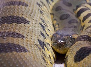 Tak Berubah, Kenapa Anaconda Tetap Raksasa sejak Zaman Purba?