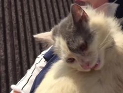 Video: Kisah Kucing di Sumbar, Seminggu Terjebak Banjir Tanpa Makanan