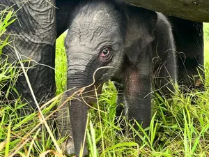 Lucunya Bayi Gajah yang Lahir di Suaka Margasatwa Padang Sugihan