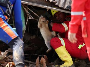 Video: Ancaman Penyakit Intai Hewan-hewan di Lokasi Bencana Sumatera