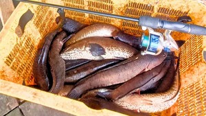 Si Hama Penyembuh Luka dari Bulungan yang Lebih Sering Jadi Ikan Asin