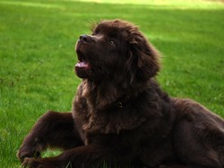 Kenapa Anjing Menggonggong di Malam Hari? Ini 7 Penyebabnya