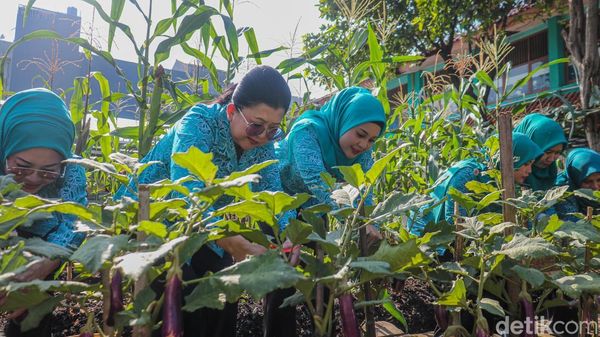 Kebun Gangnam Jadi Contoh Pertanian Modern Perkotaan