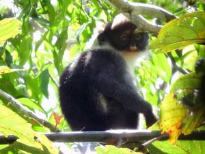 Lutung Kutai Terancam Punah, Bertahan karena Masyarakat Dayak Wehea