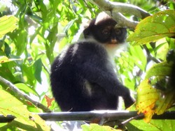 Lutung Kutai Terancam Punah, Bertahan karena Masyarakat Dayak Wehea