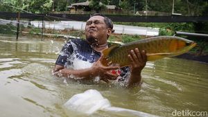Mengintip Harta Karun di Jasinga: Arwana Super Red Bernilai Miliaran yang Jadi Buruan Kolektor