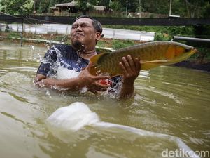 Mengintip Harta Karun di Jasinga: Arwana Super Red Bernilai Miliaran yang Jadi Buruan Kolektor