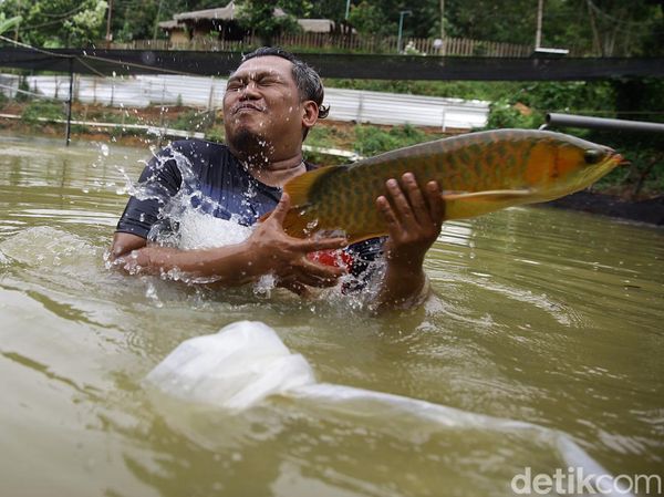 Mengintip Harta Karun di Jasinga: Arwana Super Red Bernilai Miliaran yang Jadi Buruan Kolektor