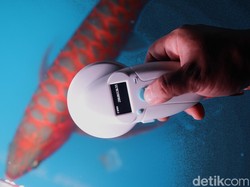 Arwana Berkilau di Jasinga karena Air-Udaranya Mirip Habitat di Kalimantan