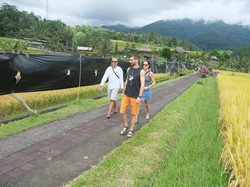 Jatiluwih Tertutup Seng, Bupati: Warga Juga Ingin Nikmati Pariwisata