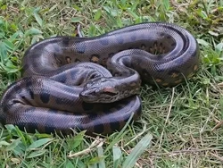 Terungkap! Anaconda Sudah Berukuran Raksasa Sejak 12 Juta Tahun Lalu