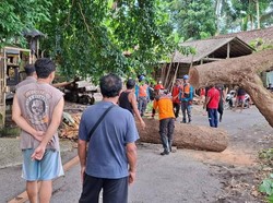 Pohon Besar Tumbang Tutup Akses Jalan di Karangasem