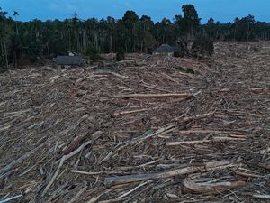 Dikaitkan Pemicu Banjir Sumatera, PT Agincourt Belum Terima Surat Setop Operasi
