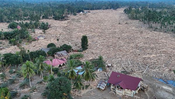 Gelondongan Kayu Pascabanjir Beberkan Rusaknya Hutan Aceh