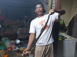 Ular Kobra 1,2 Meter Gegerkan Dapur Hajatan di Cawas Klaten