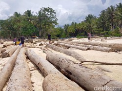 Kemenhut Tegaskan Kayu Gelondongan di Pantai Lampung Bukan dari Banjir
