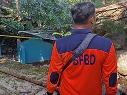 Pohon Beringin Raksasa di Malang Tumbang Timpa Kamar Mandi, 1 Orang Tewas