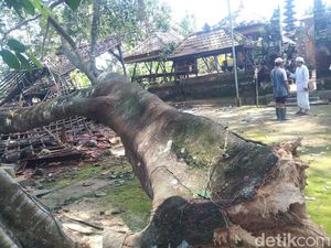 Pohon Bunut Seabad Tumbang di Tabanan, Bale Gong hingga Pelinggih Rusak Parah