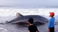 Hiu Tutul Terdampar di Purworejo, Studi Sebut Hiu Sering Terdampar di RI