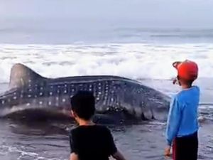 Hiu Tutul 4 Meter-Berat 1 Ton Mati Terdampar di Pantai Pagak Purworejo