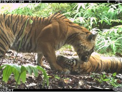 27 Harimau Sumatera di Leuser Aceh Tertangkap Kamera!