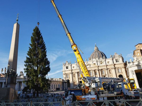 Pohon Natal Setinggi Puluhan Meter Warnai Persiapan Natal di Vatikan
