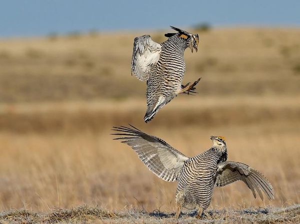 Terpukau Jawara Kontes Foto Ilmiah, Ada yang Pakai iPhone 16 Pro Max