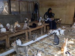 Kisah Warga Penyelamat Kucing di Tengah Banjir Bandang Sumbar