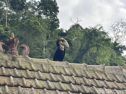 Kisah Warga Tempur Jepara Hidup Berdampingan dengan Alam Muria- Macan Tutul
