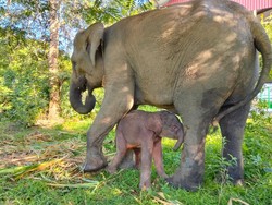 7 Pusat Konservasi Gajah di Indonesia, Kondisinya Ada yang Tak Baik-baik Saja