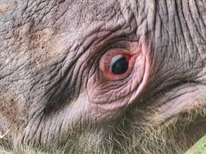 Kemenhut Klarifikasi Perusahaan Terkait Gajah Mati Tanpa Kepala di Riau