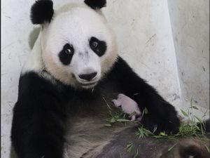 Arti Satrio Wiratama Si Bocil Panda Taman Safari, Namanya Dikasih Prabowo