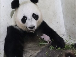Arti Satrio Wiratama Si Bocil Panda Taman Safari, Namanya Dikasih Prabowo