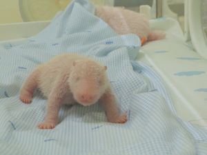 Hore! Panda Lahir di Taman Safari Bogor, Presiden Prabowo Beri Nama Satrio