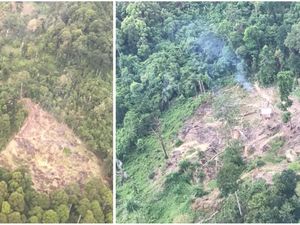 Polisi Amankan Pekerja hingga Mandor di Lokasi Pembalakan Hutan di Lampung